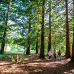 Forêt du Parc naturel régional des landes de gascogne