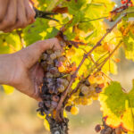 Repas des vendanges