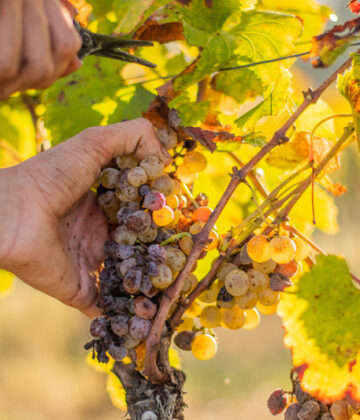 Repas des vendanges