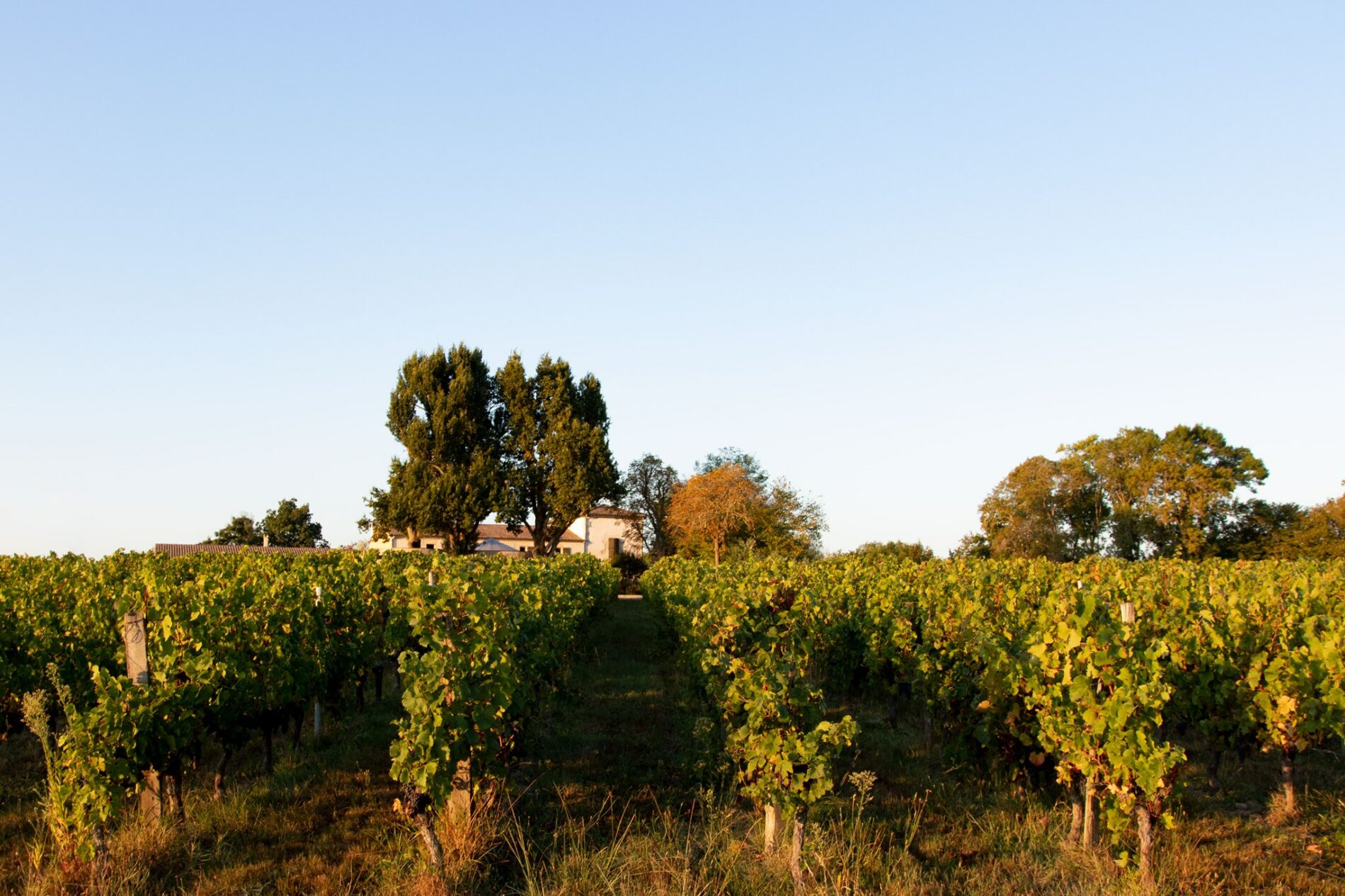 Château Caillivet