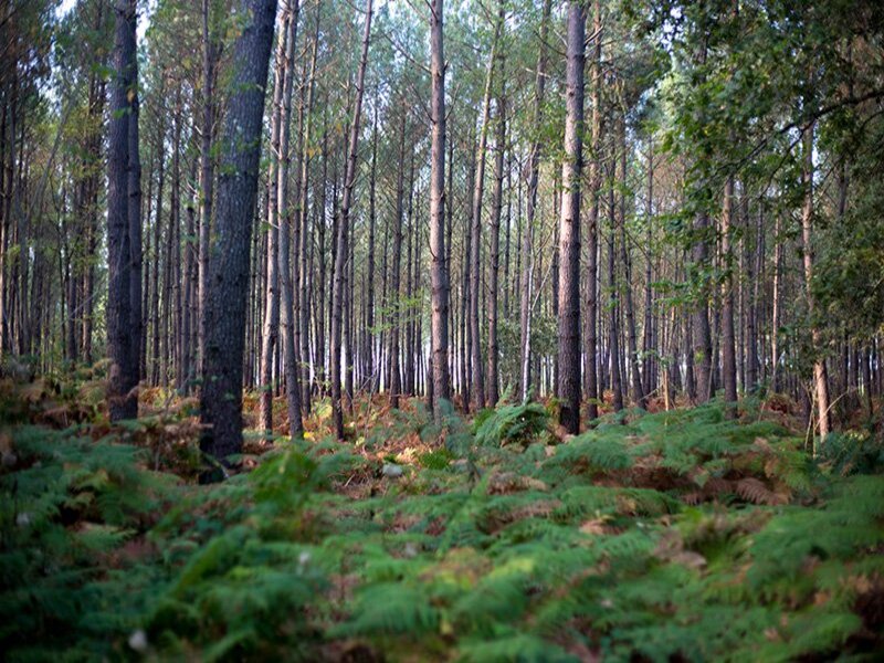 Forêt Saint-Symphorien