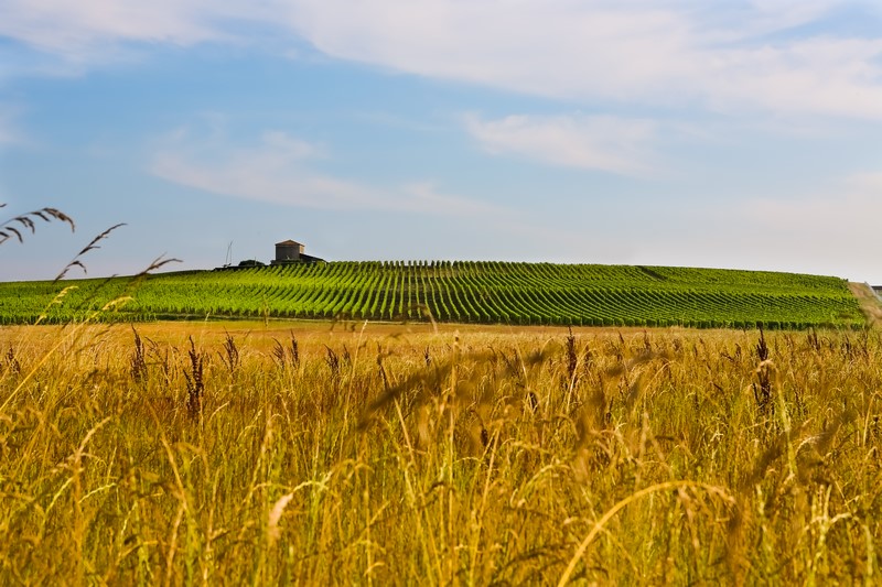 Vignoble et champs de blé