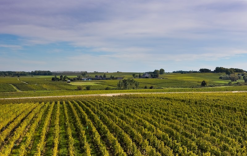 Vignobles en Sauternes et Graves - Sud-Gironde