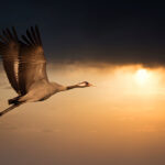 Common Crane - Grus grus, beautiful large bird from Euroasian fields and flying in the sunset, amazing magical photo.