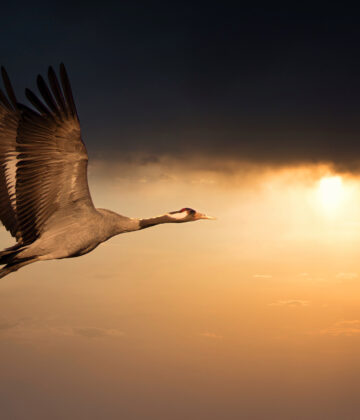 Common Crane - Grus grus, beautiful large bird from Euroasian fields and flying in the sunset, amazing magical photo.