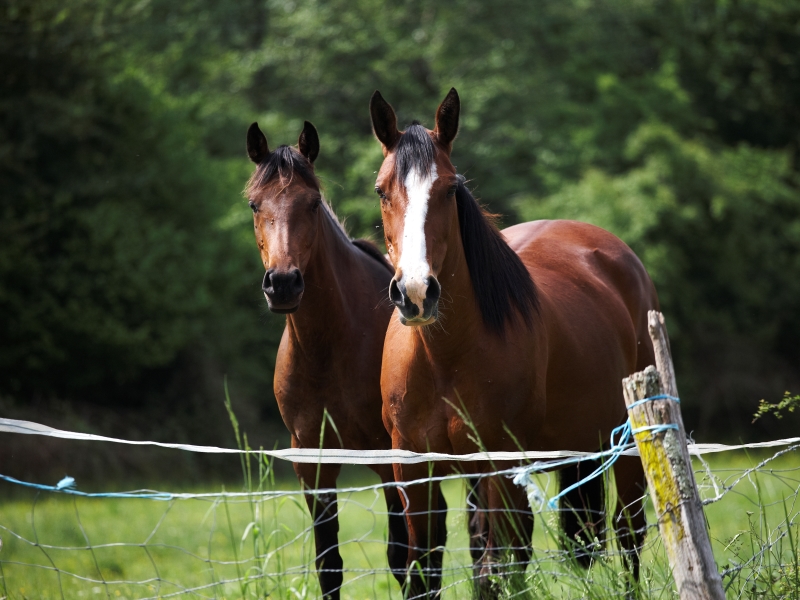 Bazadais - chevaux - équitation