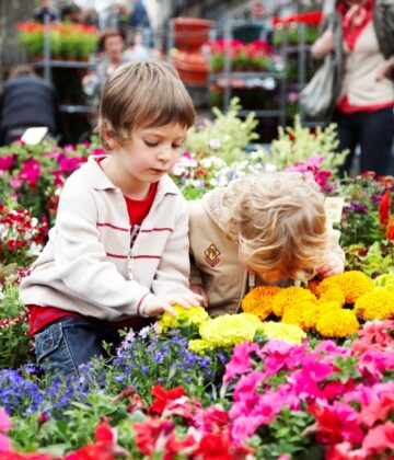 Bazas - marché aux fleurs5