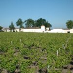 Château Lamothe Guignard - SAUTERNES - Sud-Gironde