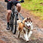 Cycles du Bazadais - cani VTT