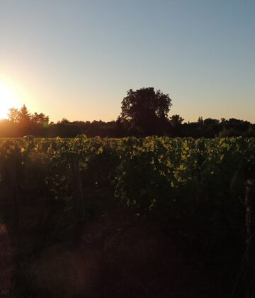 Domaine de la Gauche - BOMMES - Sud-Gironde