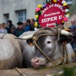 Fête des Boeufs Gras de Bazas - ph. DR