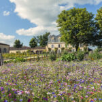 Château Guiraud - SAUTERNES - Sud-Gironde