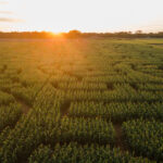 Labyrinthe Magique - TOULENNE - Sud-Gironde