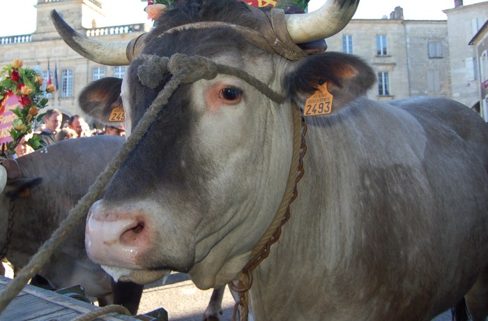 captieux - fête des boeufs gras