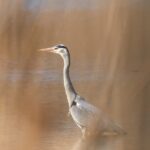 La biodiversité au lac