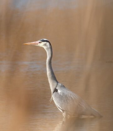 La biodiversité au lac