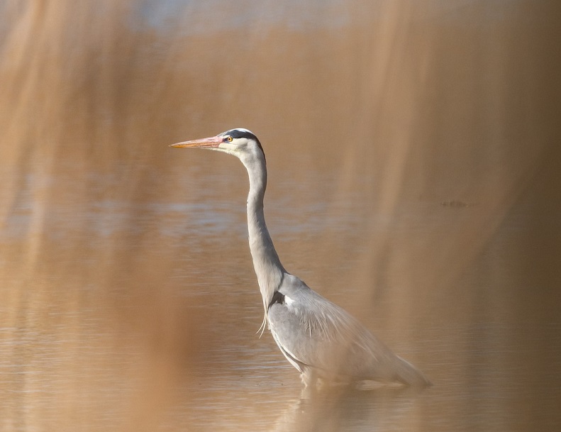 La biodiversité au lac