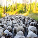 la Route de la Transhumance