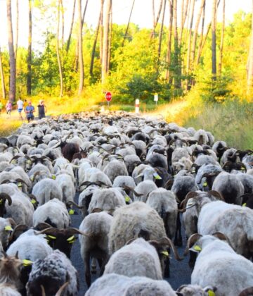 la Route de la Transhumance