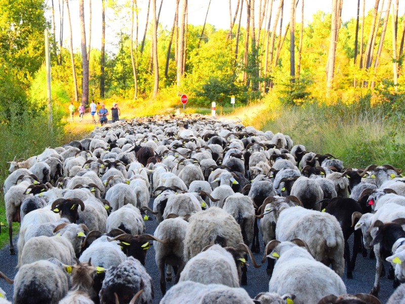 la Route de la Transhumance