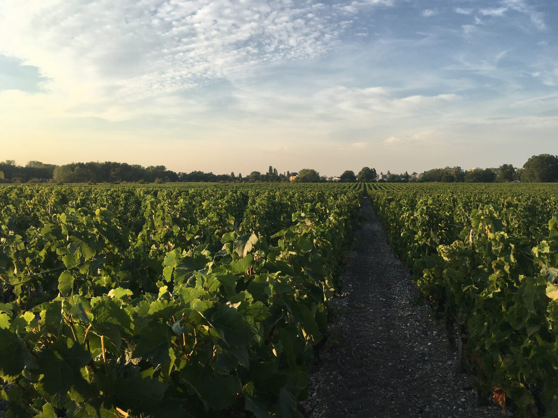 photo carte postale vignoble(1)