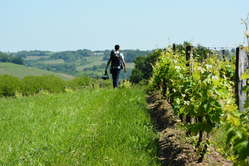 promeneur dans les vignes du cros