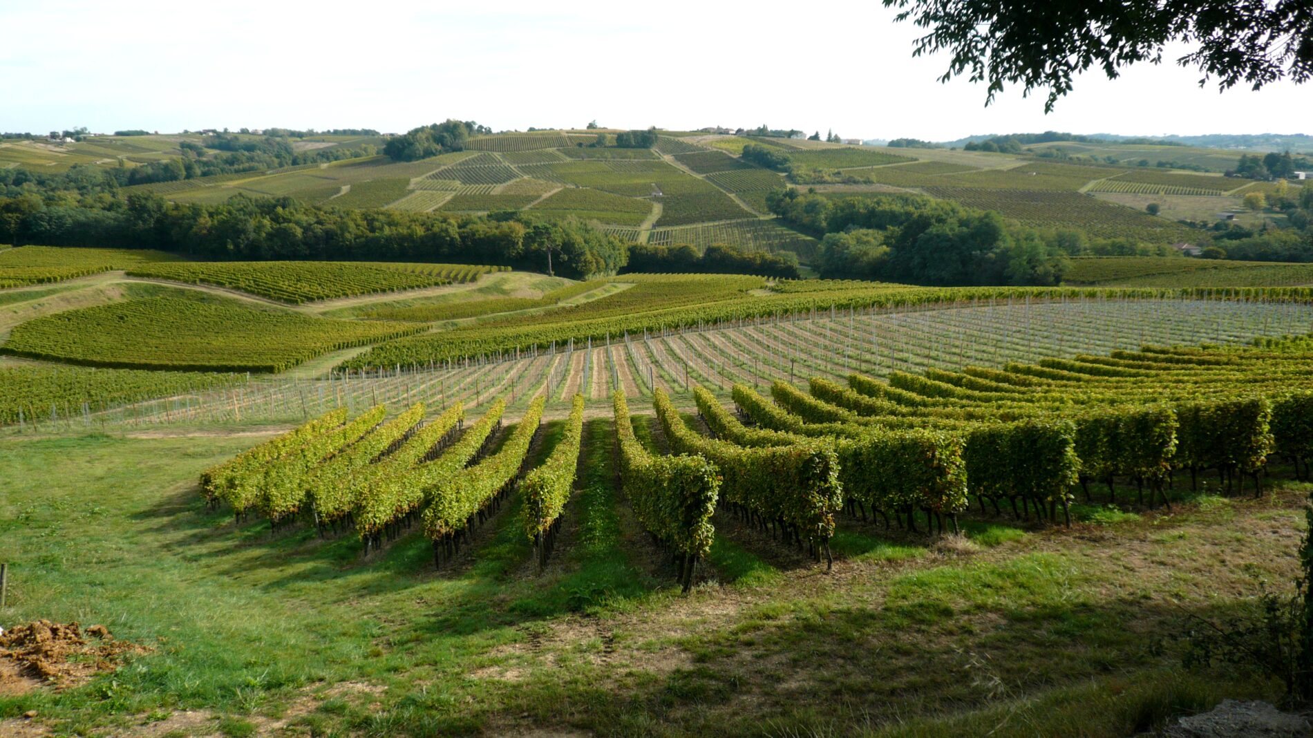 Destination Garonne, vignoble Tinon, Sainte-Croix-Du-Mont